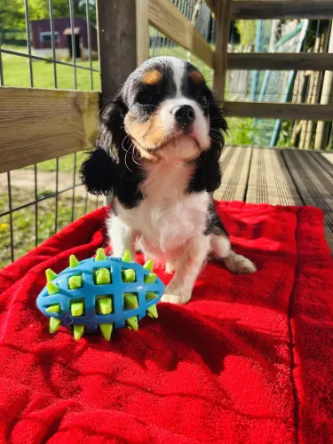 Cavaliers King charles à Les terres de chaux