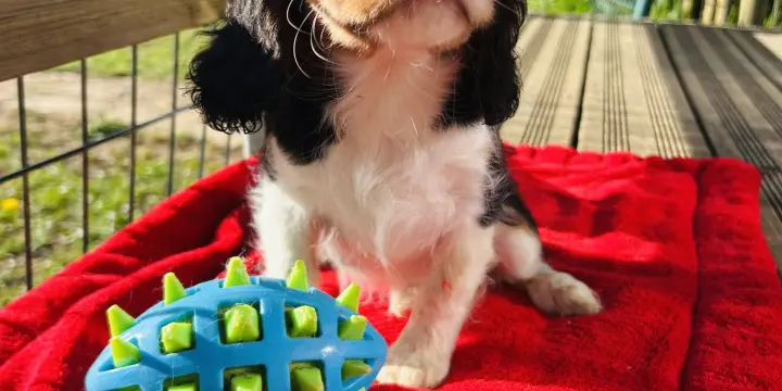 Cavaliers King charles