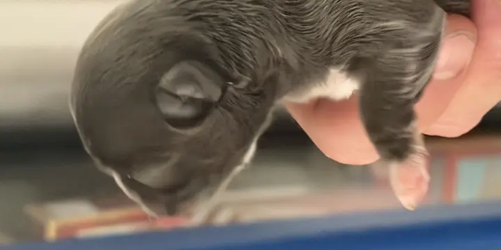 Chihuahua poil long femelle