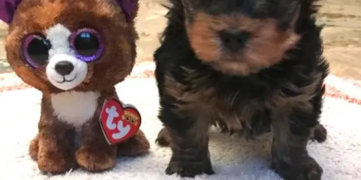 Yorkshire Femelle et Mâle à réserver