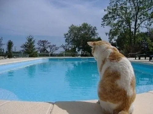 Gites en camargue avec piscine dans  mas