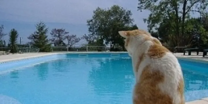 Gites en camargue avec piscine dans  mas