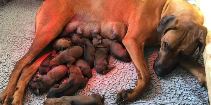 Magnifique Portee chiots rhodesian Ridge Back