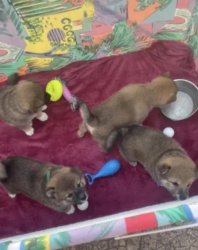 Shiba Inu  4x chiots à vendre à Chavannes-près-Renens