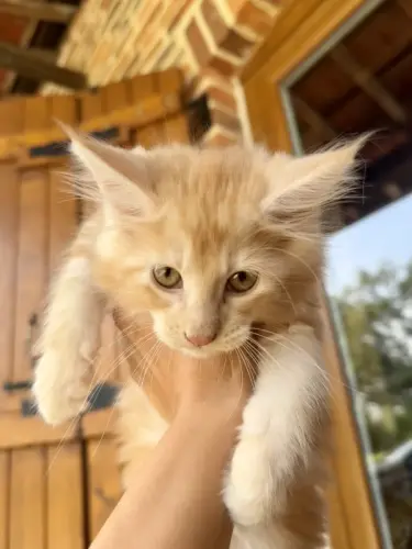Magnifiques chatons MAINE COON x ANGORA à Misery