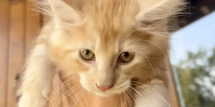 Magnifiques chatons MAINE COON x ANGORA