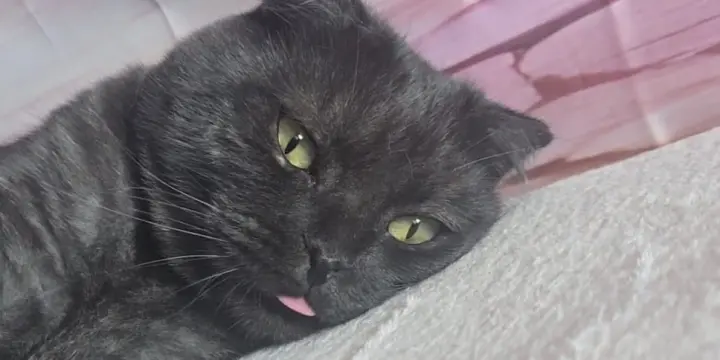 Chaton British shorthair