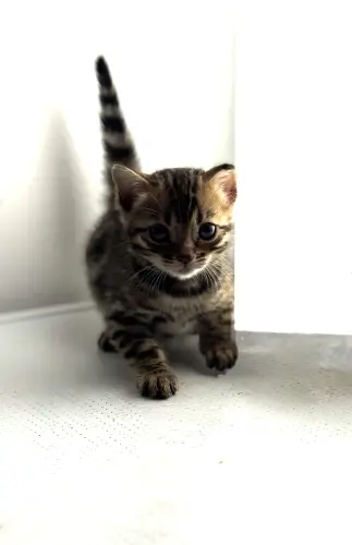 Chatons Bengal avec pedigree à Cottens FR
