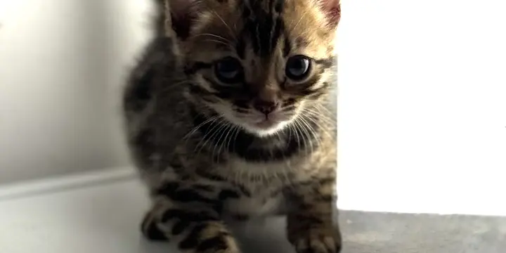 Chatons Bengal avec pedigree