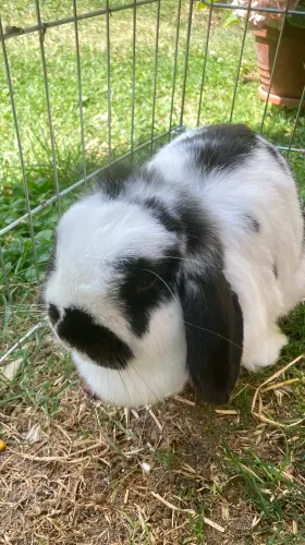 Lapin mâle et cages à Rances