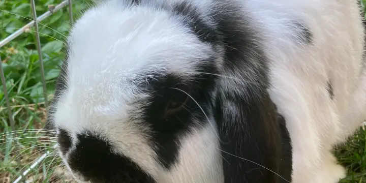 Lapin mâle et cages