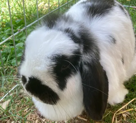 Lapin mâle et cages