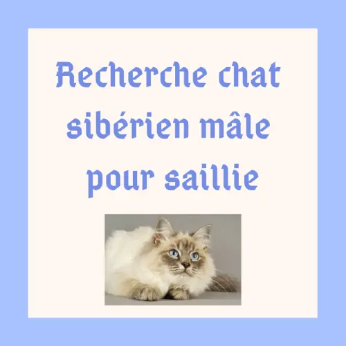 Recherche mâle sibérien pour saillie à Lausanne