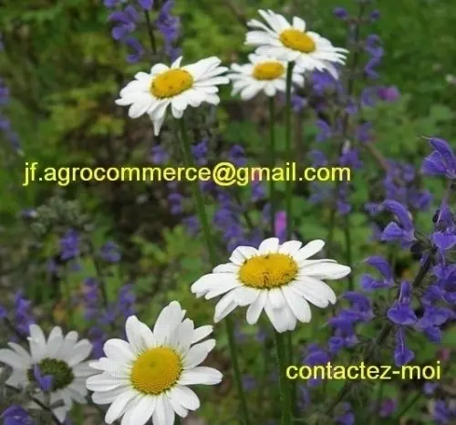 Aide pour votre jardin à St-Légier