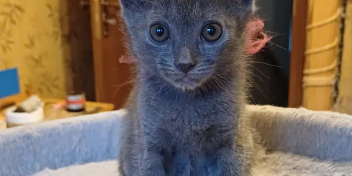 Chaton Chartreux mâle disponible
