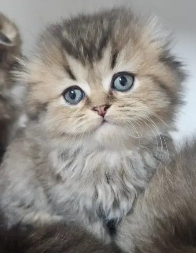 Chatons avec Pedigree à Orzens