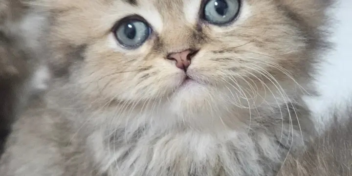 Chatons avec Pedigree