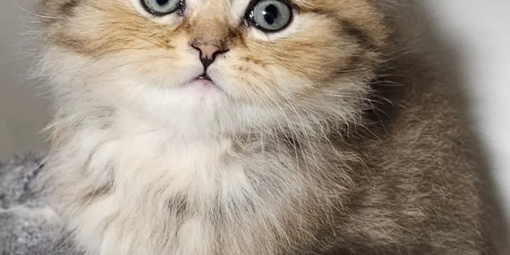 Chatons Britishs Longhair avec Pedigree