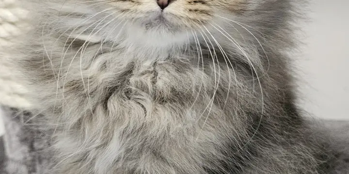 Chatons Britishs Longhair avec Pedigree
