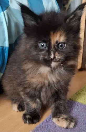 Maine Coon pure race à Genève