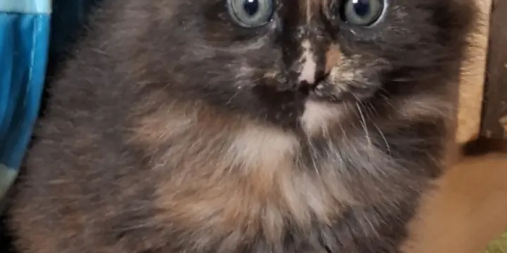 Maine Coon pure race