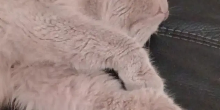 British shorthair Lilac PRIX NEGOTIABLE