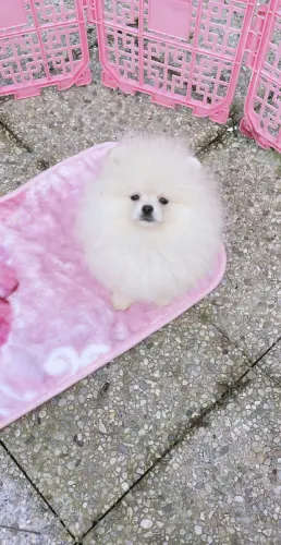Spitz nain/pomeranian bébé à Le Bouchaud(France)