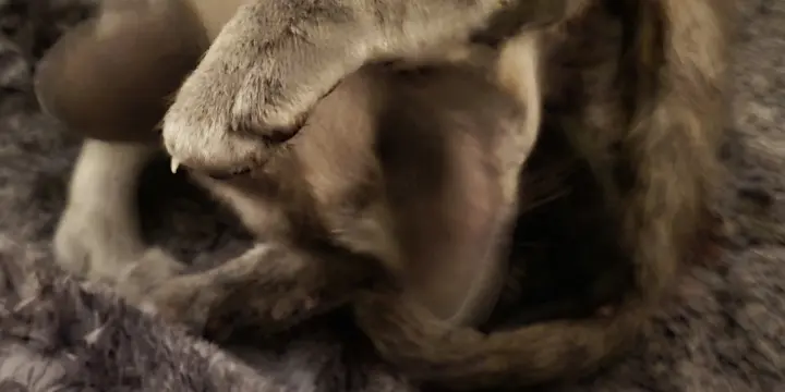 Chatons d AmOur Mi siamois