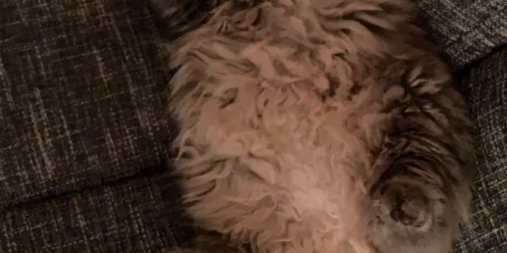 À donner contre bon soins