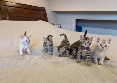 Chatons Bengal à Genève