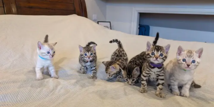 Chatons Bengal