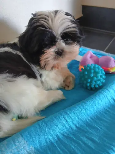 a vendre chiot shih tzu à Vétroz