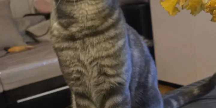 Chaton British shorthair