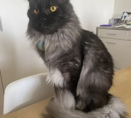 Beau mâle Sacré De Birmanie Maine Coon pou...