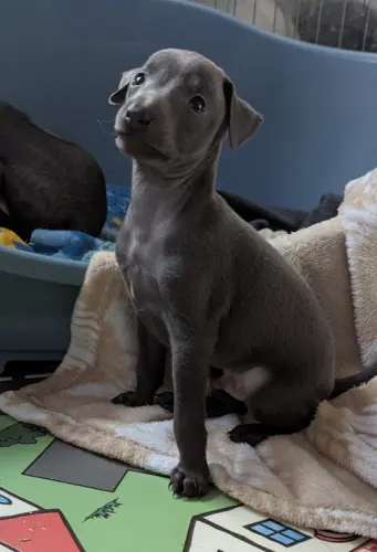 chiot Petit levrier Italien ure race à gelacourt