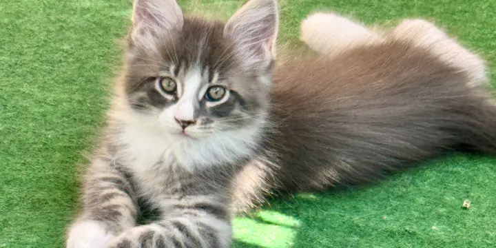 Chaton Maine Coon pedigree
