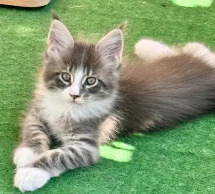 Chaton Maine Coon pedigree