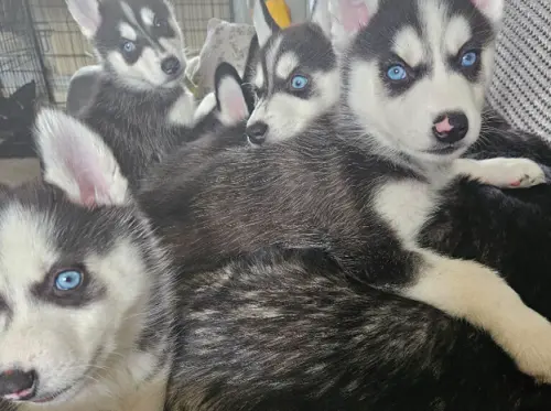 gnifiques chiots Husky à Genève
