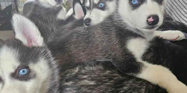 gnifiques chiots Husky