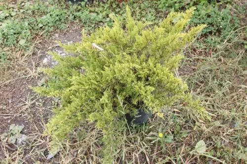 Junipérus couvre-sol largeur 80cm à Bex
