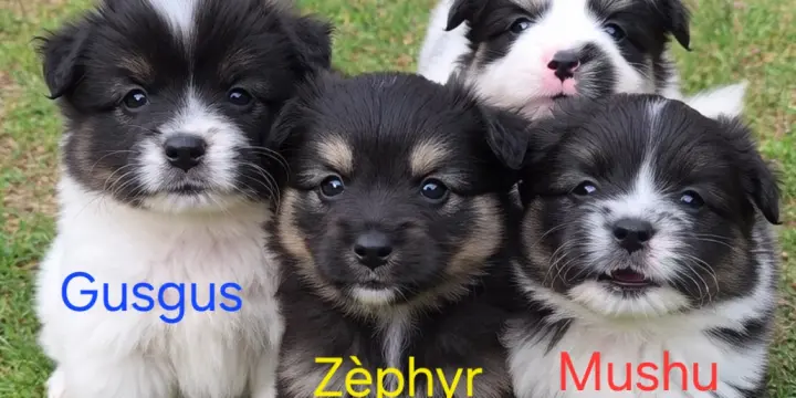 3 spitzs femelles et 1 spitz mâle à adopter