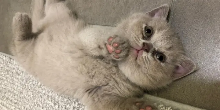 British Short Hair Lilac