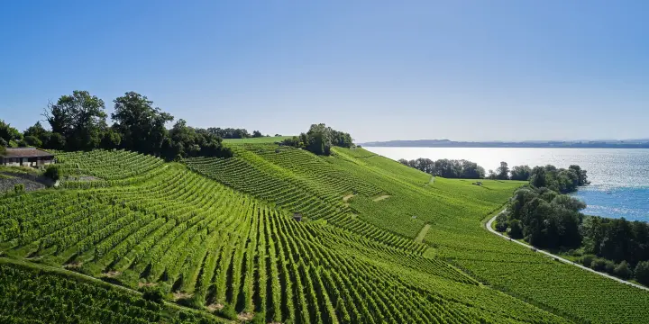 Domaine viticole a vendre