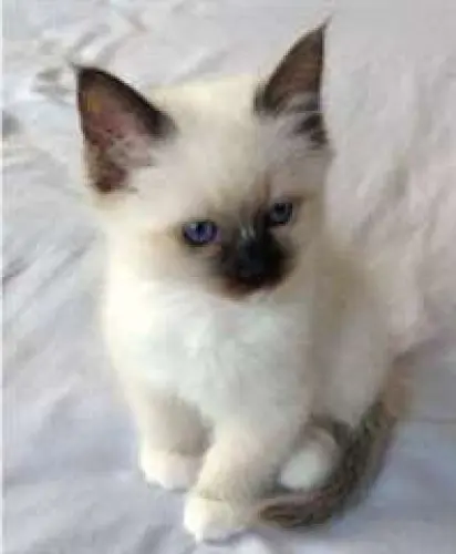 Magnifique Chaton Bengal à Genève