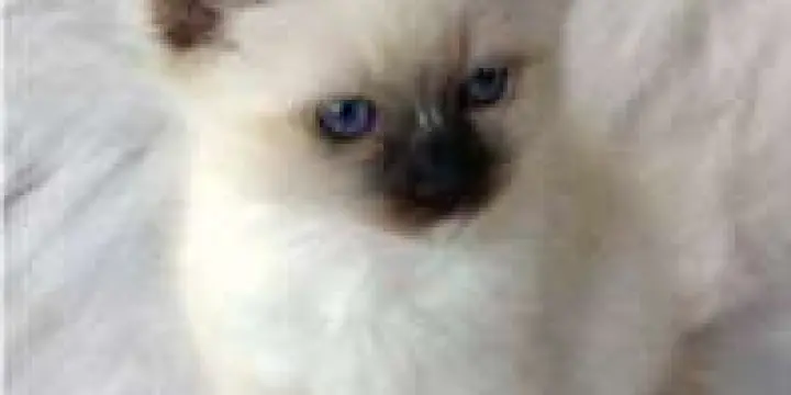 Magnifique Chaton Bengal