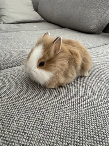 Lapin nain à Courroux