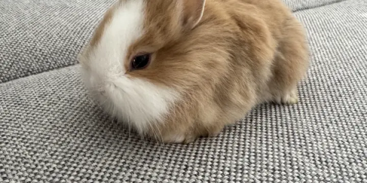 Lapin nain