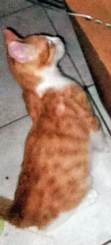jolis chatons à Yverdon-les-Bains