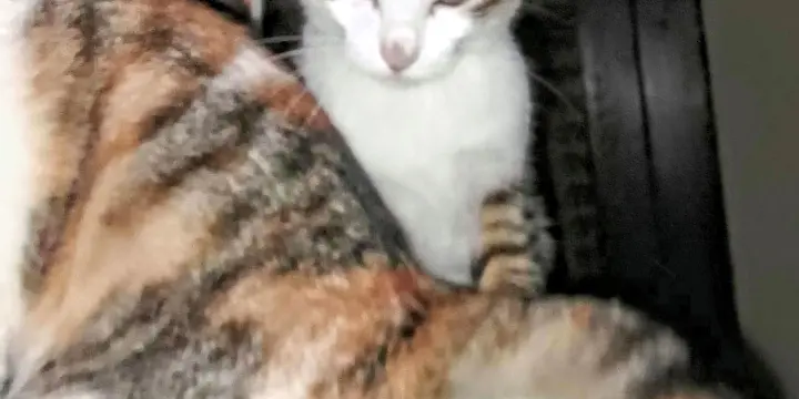 Chatons Calico