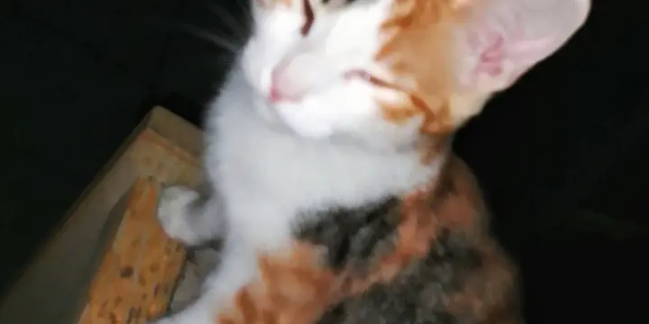 Chatons Calico